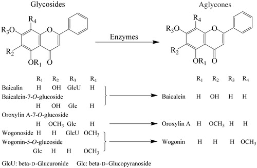 Figure 1. Chemical structures of the major flavonoids in S. baicalensis during endogenous enzymatic conversion from glycosides to aglycones. These enzymes likely are β-d-glucuronidase, β-d-glucosidase and other β-d-glycosidases. The lower portion of the figures listed the conversion of five glycosides to three aglycones.