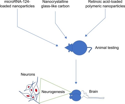 Figure 2 Stimulatory effect of nanoparticles on neuronal cell tested in animal models.