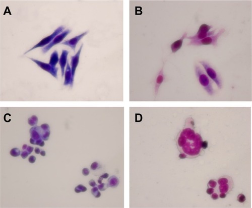 Figure 3 Morphological features of LOVO cells after treatment for 48 hours by optical microscope (×400, Wright staining). (A) Controls, (B) 60 μg/mL magnetic nanoparticles containing Fe3O4, (C) 0.35 μmol/L gambogic acid, and (D) magnetic nanoparticles containing Fe3O4 and gambogic acid (0.35 μmol/L gambogic acid with 60 μg/mL magnetic nanoparticles containing Fe3O4).