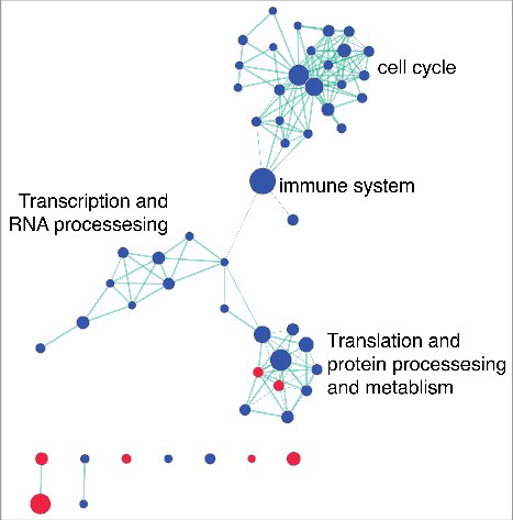 Figure 6. Network analysis identifies pathways altered by SAHA in diabetes HAECs. Gene set enrichment results for REACTOME pathways altered by SAHA treatment in HAECs cells of diabetic origin were visualized using Enrichment Map in Cytoscape (FDR P value <0.05; overlap coefficient cut-off 0.8, combined constant 0.5). Clusters were broadly classified based on biological function. The node colors indicate pathway activation (red) or suppression (blue). Green lines indicate the overlap between two nodes.