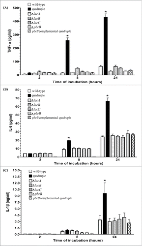 Figure 7. T. marneffei quadruple laccase mutant conidia induced significantly more proinflammatory cytokine production by THP-1 macrophages. A) Tumor necrosis factor α (TNF-α, B) interleukin-6 (IL-6), and C) interleukin-1β (IL-1β) levels in THP-1 cells co-cultured with conidia from T. marneffei wild-type, quadruple lac gene disruptant, the single gene disruptants, ΔlacA, ΔlacB, ΔlacC, ΔpbrB, and the pbrB complemented quadruple mutant. Measurements of TNF-α, IL-6, and IL-1β were achieved using supernatants pooled from 3 sets of experiments and expressed as mean ± SEM. The * denotes a p < 0.05 in TNF-α, IL-6 and IL-1β production between wild-type and quadruple lac gene disruptant conidia.