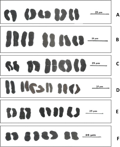 Figure 2. Karyogram of the selected species of Plantago (Bar = 25 µm). A: P. albicans. B: P. ciliata. C: P. amplexicaulis. D: P. lanceolata. E: P. psammophilia. F: P. ovata.