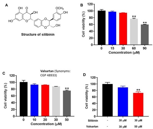 Figure 1 Cytotoxicity of silibinin or valsartan in vitro. (A) Chemical structure of silibinin. (B) HK-2 cells were treated with 0, 15, 30, 60 and 90 μM silibinin for 72 hrs, and cell viability was determined by CCK-8 assay. (C) HK-2 cells were treated with 0, 10, 20, 30 and 50 μM valsartan for 72 hrs, and cell viability was determined by CCK-8 assay. (D) HK-2 cells were treated with silibinin plus valsartan for 72 hrs, and cell viability was detected by CCK-8 assay. **P<0.01 vs 0 μM group.