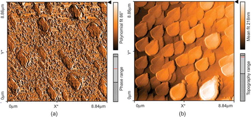 Figure 5 AFM images of bare (a) and immobilized enzyme (b) polyaniline polymer. (Color figure available online.)