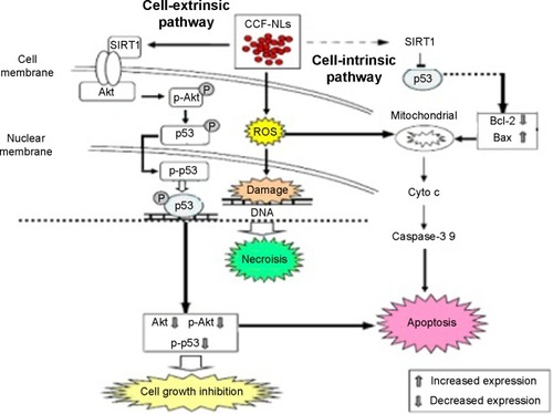 Figure 11 CCF-NLs induced cell death was associated with SIRT1/p53-mediated mitochondrial and Akt pathway in glioblastoma DBTRG-05MG cells.Abbreviations: CCF-NLs, Cotinus coggygria flavonoid nanoliposomes; Bcl-2, B-cell lymphoma/leukemia 2; Bax, Bcl-2-associated X protein; Cyto.c, cytochrome c.