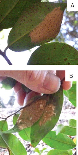 Figure 2. Egg masses of Japanese gypsy moth laid on the abaxial surface of a Camellia japonica leaf (A) and over two overlapping leaves of Castanopsis cuspidata (B). These egg masses were deposited in 2012 and the photos were taken in September–October 2013.