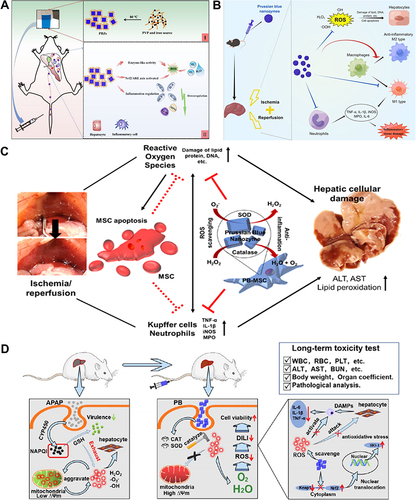 Figure 3 Fe-based nanozymes for ALI alleviation. (A) Schematic illustrations of PB nanozymes preventing anthracycline-induced liver injury by attenuating oxidative stress and regulating inflammation. Bai H, Kong F, Feng K, et al. Prussian blue nanozymes prevent anthracycline-induced liver injury by attenuating oxidative stress and regulating inflammation. ACS Appl Mater Interfaces. 2021;13:42382–42395. Copyright © 2021 American Chemical Society.Citation61 (B) Schematic diagram of the mechanisms of PB scavengers protect against hepatic ischemia reperfusion injury. Huang YX, Xu QY, Zhang J, et al. Prussian blue scavenger ameliorates hepatic ischemia-reperfusion injury by inhibiting inflammation and reducing oxidative stress. Front Immunol. 2022;13:891351.Citation77 This is an open-access article distributed under the terms of the Creative Commons CC BY license, which permits unrestricted use, distribution, and reproduction in any medium, provided the original work is properly cited. (C) Schematic illustrations of PB nanozyme impregnated mesenchymal stem cells for hepatic ischemia-reperfusion injury alleviation. Reprinted from Sahu A, Jeon J, Lee MS, et al. Nanozyme impregnated mesenchymal stem cells for hepatic ischemia-reperfusion injury alleviation. ACS Appl Mater Interfaces. 2021;13:25649–25662. Copyright © 2021 American Chemical Society.Citation76 (D) Schematic illustrations of PB nanozymes preventing APAP-induced liver injury by scavenging ROS, relieving oxidative stress, and regulating the inflammatory response. Feng Q, Xu H, Pan X, et al. Antioxidation and anti-inflammatory activity of Prussian blue nanozymes to alleviate acetaminophen-induced acute liver injury. ACS Appl Nano Mater. 2023;6:8468–8481. Copyright © 2023 American Chemical Society.Citation60