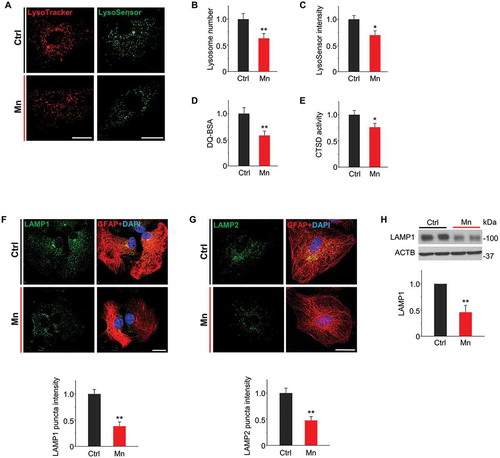 Figure 2. Mn impairs lysosomal function in mouse primary astrocyte cultures. Primary astrocyte cultures were treated with 100 μM Mn for 24 h. (A) Live confocal microscopy of astrocytes stained with LysoTracker Red and LysoSensor Green. Scale bar: 12 μm. (B) Summary data show average number of LysoTracker-stained puncta per cell. (C) Summary data show quantification of LysoSensor fluorescence intensity/puncta area. n ≥ 60 astrocytes from 4 independent experiments in B and C. (D) Lysosomal proteolytic activity measured by DQ-BSA fluorescence intensities (n = 4). (E) CTSD activity (n = 4). (F, G) Confocal images show immunostaining of LAMP1 (F, green) and LAMP2 (G, green) together with GFAP (red) in primary astrocytes (Scale bar: 15 μm). Summary data show LAMP1 and 2 florescent intensities. n ≥ 60 astrocytes from 4 independent experiments. (H) Western blots of LAMP1. Bar graphs show summary data (n = 4). All Summary data are normalized to control group. Values reflect means ± SD. *p < 0.05, **p < 0.01.