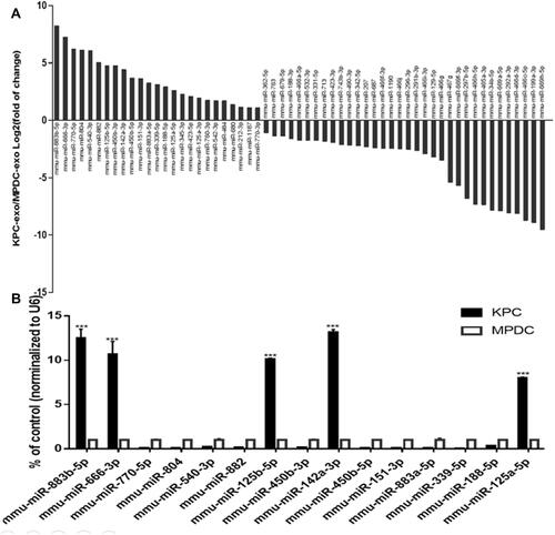 Figure 7 Comparison of miRNA profiles of the KPC-exosomes and MPDC-exosomes according to the microarray analysis and validation by RT-qPCR. (A) The bar GAPDH showed differentially expressed miRNAs in KPC-exosomes and MPDC-exosomes in signal pathways of osteoclast differentiation. (B) The first 15 miRNAs from high-expression group were validated by RT-qPCR. U6 was used as an endogenous control. ***P<0.01.