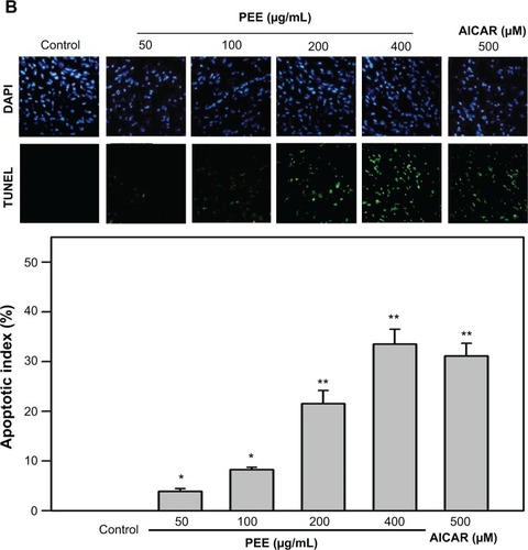 Figure 2 PEE-induced apoptosis of 143B cells. Cells were treated with 100, 200, and 400 μg/mL PEE for 24 hours and then stained with PI for cell cycle analysis (A) or analyzed with DAPI staining and TUNEL (B).