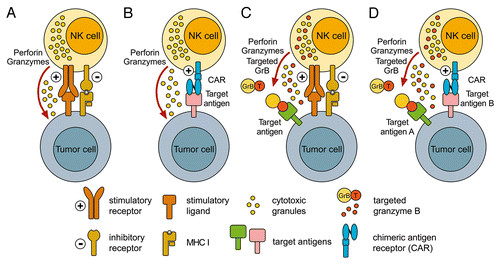Figure 1. Enhancement of NK-cell antitumor activity by the expression of tumor-specific receptors and cytotoxic fusion proteins. (A) The natural cytotoxicity of natural killer (NK) cells against tumor cells is controlled by signals from stimulatory receptors, such as natural cytotoxicity receptors (NCRs) and NKG2D, and inhibitory receptors, such as inhibitory killer-cell immunoglobulin-like receptors (KIRs). (B) The expression of a chimeric antigen receptor (CAR) specific for tumor-associated cell surface antigens efficiently redirects NK cells to malignant cells, and facilitates their cytolytic activity independently from the activation of endogenous stimulatory receptors. (C) Alternatively, NK cells can be modified to express targeted cytotoxic chimeras such as the pro-apoptotic serine protease granzyme B (GrB) fused to a tumor cell-specific ligand or antibody fragment. Such molecules are stored together with endogenous granzymes and perforin in cytotoxic granules. Upon the activation of endogenous NK-cell receptors, tumor-targeted GrB is released together with perforin and hence can cooperate with natural cytotoxicity mechanisms in the killing of target cells. Nonetheless, insufficient signals via endogenous NK-cell stimulatory receptors can prevent the release of retargeted GrB variants. (D) This issue may be overcome by the co-expression of tumor-targeted GrB derivatives together with a CAR that ensures NK-cell activation even by otherwise resistant cancer cells. In this scenario, CARs and targeted GrB may be directed to the same or distinct tumor-associated cell surface antigens.