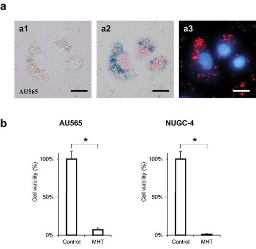 Figure 4. Intra-cellular magnetic hyperthermia (MHT) using antibody-conjugated SPIONs with an amphiphilic-polymer coating