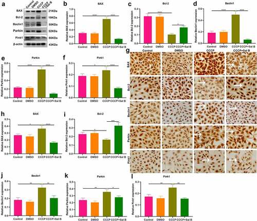 Figure 7. Sal B treatment alleviates apoptosis and mitophagy in CCCP-induced HUVECs. (a–f) Western blot measuring BAX, Bcl-2, Beclin1, Parkin and Pink1 expression in HUVECs of control, DMSO, CCCP and CCCP + Sal B groups. (g–l) IHC staining assessing the expression of BAX, Bcl-2, Beclin1, Parkin and Pink1 in HUVECs of above groups. Scale bar, 20 μm. *P < 0.05; **p < 0.01; ***p < 0.001; ****p < 0.0001. Arrows indicate the abnormalities as claimed.