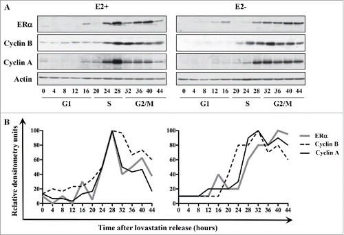 Figure 1. ERα is a cell cycle-regulated protein in synchronized MCF-7 cells. (A) MCF-7 cells were synchronized with lovastatin in the presence or absence of E2 and subjected to western blot analysis with indicated antibodies. (B) Quantification of ERα, cyclin A, and cyclin B protein levels relative to levels of actin in the presence or absence of E2.