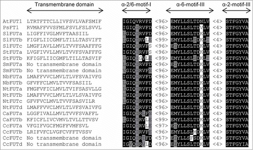 Figure 1. Sequences of the type-II transmembrane domain and the 3 peptide motifs shared by the 2 characterized α-2-fucosyltransferases, AtFUT1 and PsFT1, and the putative α-2-fucosyltransferases from tomato (Sl), potato (St), eggplant (Sm), 2 species of tobacco (Nb and Nt), pepper (Ca) and coffee (Cc). Conserved residues are represented by white letters in black background; highly similar AA are shaded in gray. Numbers inside angle brackets indicate the number of AA between 2 motifs. Proteins are named according to the code used in Table 1 .