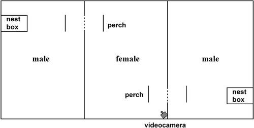 Figure 2 Top view of the mate choice apparatus. The female was placed in the central aviary and one male on each side. The dotted lines indicate the net of the wall through which females could watch males.