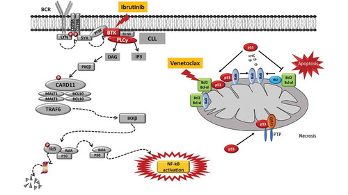 Figure 2. Molecular pathways targeted by ibrutinib and venetoclax and mechanisms of resistance to these drugs. Ibrutinib is a BTK inhibitor that acts by blocking the BTK catalytic site. The inactivation of the BCR pathway mediated by ibrutinib leads to the inhibition of the NF-κB pathway, thus reducing CLL cell proliferation and promoting apoptosis. The mode of action of ibrutinib is independent of TP53 disruption that represents the most robust predictor of chemo-refractoriness. Ibrutinib treatment may lead to the emergence of BTK missense mutations targeting codon 481 (p.C481S, leading to the cysteine-to-serine amino acid change) and thus altering the binding of the drug to BTK and causing the loss of its therapeutic effect. Venetoclax is a potent and selective BH3-mimetic drug that binds and blocks the BCL2 anti-apoptotic protein, leading to apoptosis that is independent of DNA damage response (and independent of disruption of TP53 that modulates the DNA damage response). A single nucleotide variant in the BCL2 gene (c.302G>T, p.Gly101Val) targets the BCL2 protein binding site of the drug, and may account for approximately 50% of cases of venetoclax resistance.