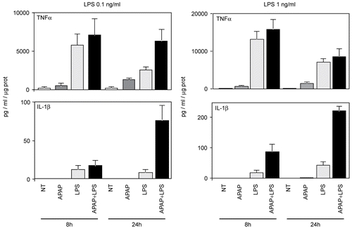Figure 2.  Effect of LPS on TNFα and IL-1β production induced by APAP in RAW264.7 cells. RAW264.7 cells were treated with APAP alone (1 mM), LPS (0.1 or 1.0 ng/ml) alone, or with APAP and LPS for 8 or 24 hr. Supernatants were collected and analysed for cytokine production by ELISA. Values (expressed as pg/ml/μg protein) are mean ± SD of the three independent experiments shown in Table 1.