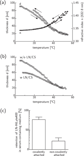 Figure 1. Switching and protein binding capabilities of PVME50–PNiPAAm40–PVMEMA10 layers. (a) Thermo-responsive switching in PBS was reversible with almost no hysteresis. (b) LN/CS binding moderately affected the switching behavior in PBS. (c) Exposure to serum containing medium at 37 °C proved the stability of covalently versus non-covalently attached LN. Mean ± sd of relative fluorescence intensity values; n = 2 (see figure S2 for corresponding RGD data).