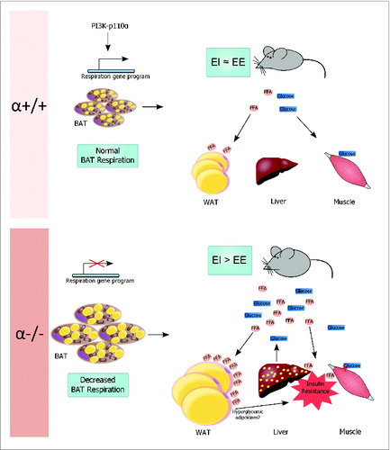 Figure 1. Model of metabolic dysfunction in the α−/− mouse. Top: Control mice (α+/+) express physiological levels of the p110α PI3K catalytic subunit in the adipose tissues and are lean. PI3K promotes transcription of the respiratory gene program to maintain normal respiration in the brown adipose tissue (BAT). BAT plays an important role in regulating systemic energy homeostasis so that energy intake (EI) approximately equals energy expenditure (EE). Excess free fatty acids (FFA) are taken up and stored by the white adipose tissue (WAT). The skeletal muscle relies heavily on glucose for energy and aids in glucose clearance from the circulation. Bottom: Mice with adipose-specific ablation of p110α (α−/−) have increased adiposity that affects BAT and WAT. Loss of p110α reduces transcription of genes critical for normal BAT respiration, so EE is lower than EI. It is likely that WAT initially copes with excess circulating FFAs, but chronic exposure finally overwhelms WAT storage capacity so that FFAs increase in the circulation or are taken up by the liver (spots indicate lipid). Insulin resistance in the liver and skeletal muscle, possibly induced by elevated FFAs or hyperglycemic adipokines secreted from WAT, increases hepatic glucose output and reduces glucose uptake by the muscle, further driving the α−/− mouse into metabolic disarray.