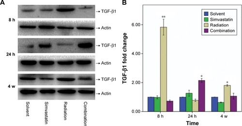 Figure 5 Protein content of TGF-β1 (25 Kd) in SMGs of mice at 8 hours, 24 hours, and 4 weeks after IR was assessed by Western blot analysis.