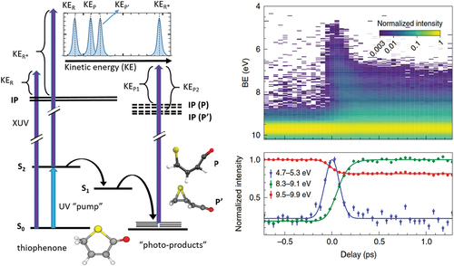 Figure 10. Sketch of a UV-pump XUV-probe TRPES experiment on thiophenone (see text). The panel on the right shows the photoelectron spectrum in terms of binding energy (BE), cut right below the outermost-valence level, as a function of pump-probe delay, along with line-outs of the time-dependent photoelectron signal in the BE regions corresponding to ground-state thiophenone (red), photoproducts (green), and thiophenone in the S2 excited state (blue). Figure adapted from ([Citation125]).