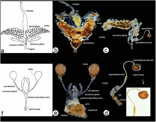 Figure 5. Male and female internal reproductive system of Rhamphomyia aquila sp. nov. (a–d) female internal reproductive tract: (a–b) complete internal reproductive system; (c) right ovary removed and spermatheca extended; (d) separated spermatheca, enlarged view. (e–f) male internal reproductive tract.