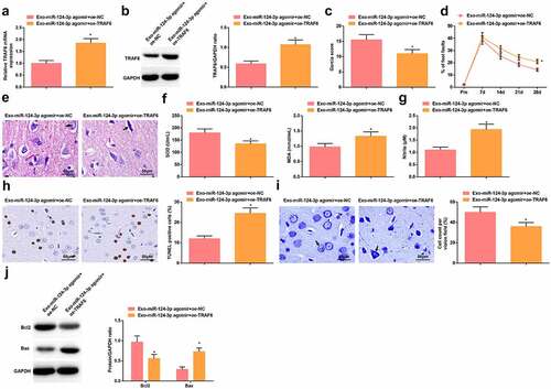 Figure 7. Elevating TRAF6 antagonizes miR-124-3p-mediated protection against HIBD in rats. A-B. RT-qPCR and Western blot analysis of TRAF6 expression in HIBD rats in rescue experiment; C. Neurological function score of HIBD rats in rescue experiment; D. Behavioral function of HIBD rats in rescue experiment; E. HE staining; F. SOD and MDA levels of HIBD rats in rescue experiment; G. NO levels of HIBD rats in rescue experiment; H. TUNEL staining; I. Nissl staining; J. Bax and Bcl-2 protein expression in HIBD rats in rescue experiment; measurement data were expressed as mean ± standard deviation; * P < 0.05 vs. the Exo-miR-124-3p agomir + oe-NC group.