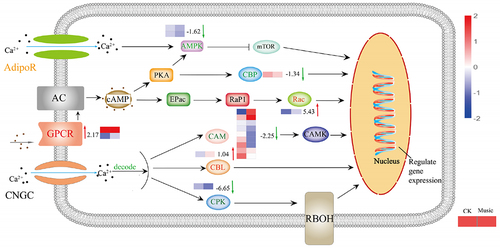 Figure 6. The response of the Ca signal pathway under music treatment. The channels and proteins associated with Ca signal transduction were shown in the figure. The color of letters and arrows represented the change in the DEGs: red indicated up-regulated, green indicated down-regulated, and yellow indicated mix-regulated. The heat map next to the arrow showed the expression of different genes encoded the protein in Music and CK duckweed. Red meant high expression; blue meant low expression. (Rac: Ras-related C3 botulinum toxin substrate 1, AdipoR: adiponectin receptor, CPK: creatine kinase, AMPK: AMP-activated protein kinase, GPCR: GTP-binding protein, CBP: CREB-binding protein, CBL: calcineurin B-like protein, CAM: calmodulin).