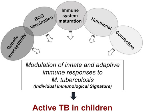 Figure 1 Multifactorial external and internal stimuli influence the immunological signatures. Malnutrition, BCG vaccination status, immune system maturation (associated with age), genetic susceptibility (as Mendelian susceptibility to mycobacterial disease), and coinfection induce a specific immune signature and determine the fate of TB.
