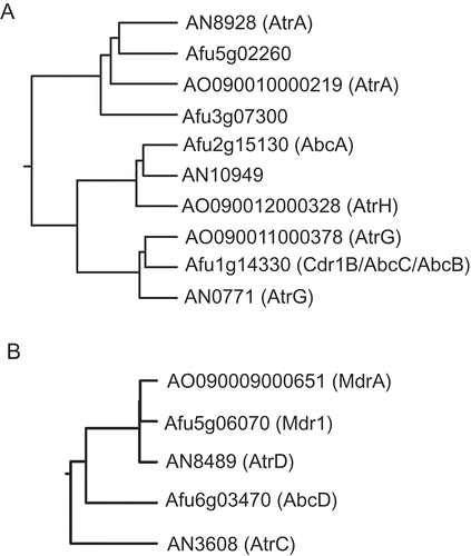 Figure 2. Phylogenetic trees of the PDR-type (A) and MDR-type (B) ABC transporters from A. oryzae, A. fumigatus, and A. nidulans. The trees were generated using a multiple sequence alignment program ClustalW (http://align.genome.jp/) with default settings. Amino acid sequences of the proteins were obtained from the Aspergillus Genome Database (AspGD; http://www.aspgd.org/).