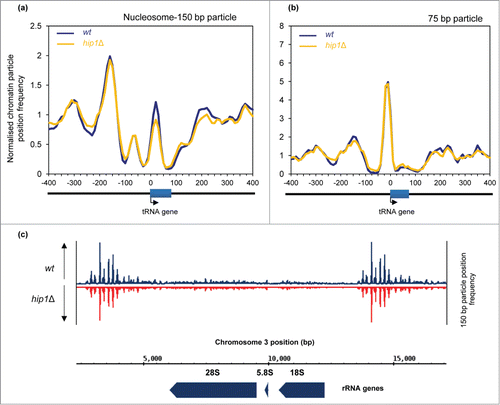 Figure 5. Nucleosome architecture at Pol III and Pol (I)genes. (A) Average nucleosome (150 bp size class particle) sequence read frequency profiles for 171 S. pombe tRNA genes aligned at the transcription start site (TSS). (B) Average 75 bp size class particle sequence read frequency profiles for 171 S. pombe tRNA genes aligned at the transcription start site (TSS). (C) Nucleosome (150 bp size class particle) read profile over an rDNA repeat. The positions of the 28S, 5.8S and 18S rRNA genes are indicated.