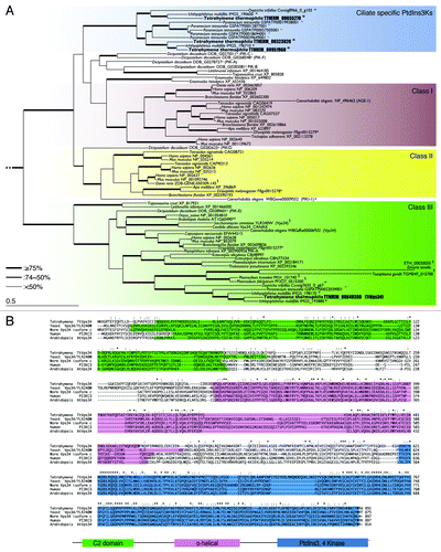 Figure 1. Characterization of phosphatidylinositol 3-kinases in Tetrahymena. (A) Phylogenetic tree of PtdIns3Ks. The tree was reconstructed with a maximum likelihood method (see Materials and Methods). Superscripts on the accession numbers stand for databases, which the protein sequences were taken from;†: dictybase, **: Tair, $: Saccharomyces Genome Database, #: WormBase, *:FlyBase, §: GeneDB, ##: OxyDB, ††: ParameciumDB, §§: IchDB, and $$:TGB. The accession numbers without superscript indicate the protein sequences that were taken from GenBank. Branches with different widths represent bootstrap values. Scale bar: 0.5, expected amino acid residue substitutions per site. (B) Multiple-sequence alignment of the whole amino acid sequence of class III PtdIns3Ks (human PIK3C3 or yeast Vps34) including Homo sapiens, Saccharomyces cerevisiae, Dictyostelium discoideum, Arabidopsis thaliana, and Tetrahymena thermophila. Each color box represents the conserved domain, which corresponds to the schematic representation of the primary structure of orthologs of yeast Vps34. Asterisks indicate identical amino acids. Colons and semicolons indicate amino acid similarity.