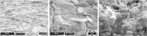 Figure 29. A) The uncoated SEM surface, demonstrating a more homogenous, less rough surface. B) The Bonit®-coated SEM surface demonstrating a spiky and relatively rough surface. C) The SEM surface on the HA-coated screw.