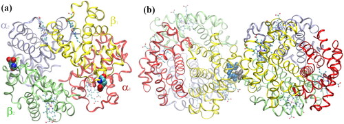 Figure 3. (a) Normal deoxygenated (T-state) hemoglobin, deoxy-HbA (2dn2.pdb) (Park et al. Citation2006), showing the four heme groups and the Glu-β6 amino acid in β1 and β2, replaced by Val-β6 in HbS; (b) sickle-cell deoxy-HbS dimer (2HBS.pdb) (Harrington et al. Citation1997) showing the Val-β6 (grey spheres) in 2β2, lodged in a hydrophobic cavity in 1β1 formed by Ala-β70, Phe-β85, and Leu-β88 (blue spheres) (Wishner et al. Citation1975; Dykes et al. Citation1979; Padlan and Love Citation1985a, Citation1985b).