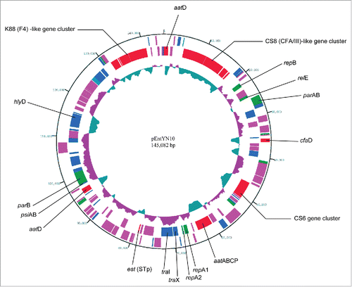 Figure 1. Circular representation of pEntYN10. The innermost circle represents G + C content (% of 1,450 bp window length). Greater and less than 50% are colored respectively as purple and green. The outer circles represent annotated CDSs with their strand orientation (outer – forward; inner – reverse). Colors show their putative categories of function as follows: virulence and cell adhesion, red; IS, pink; replication and plasmid stability, green; other functions, blue. Virulence and cell adhesion related CDSs were assigned by their names.