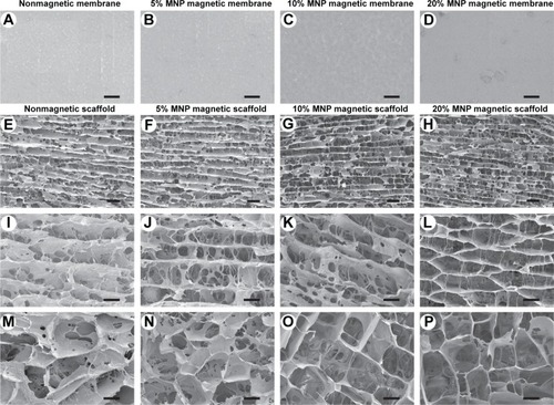 Figure 6 SEM images of the magnetic membranes and scaffolds.Notes: (A–D) Representative images of nonmagnetic membrane, 5% MNP magnetic membrane, 10% MNP magnetic membrane, and 20% MNP magnetic membrane are shown in the first row. (E–L) Representative images of nonmagnetic scaffold, 5% MNP magnetic scaffold, 10% MNP magnetic scaffold, and 20% MNP magnetic scaffold in a longitudinal section, showing the longitudinally oriented microchannels and interconnected porous structure. (M–P) Representative images of nonmagnetic scaffold, 5% MNP magnetic scaffold, 10% MNP magnetic scaffold, and 20% MNP magnetic scaffold in a transverse section, showing that the microchannels were arranged in a honeycomb-like pattern. Scale bars: (A–D) 1.5 µm, (E–H) 60 µm, (I–P) 30 µm.Abbreviations: SEM, scanning electron microscopy; MNPs, magnetic nanoparticles.