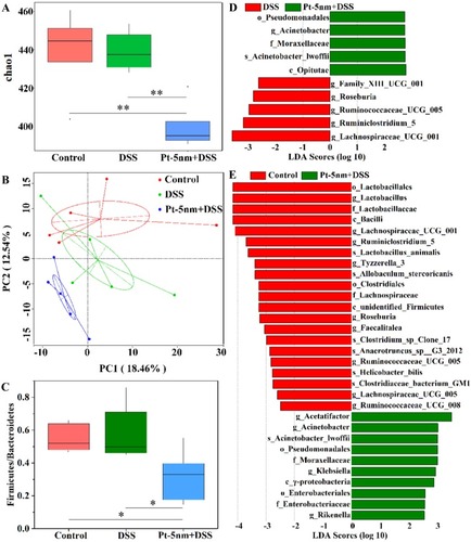 Figure 8 The effects of PtNPs on gut-microbiota profile: (A) the Chao1 metric for α-diversity; (B) unweighted principal component analysis of β-diversity, with each point representing the result of one animal and the percentages indicating contribution of the principal components to sample difference; (C) the ratios of Firmicutes to Bacteroidetes; (D and E) linear discriminant analysis (LDA) scores of the differentially abundant taxa as identified by LDA effect size. The comparison in (A), (C), (D) and (E) was made by Wilcox’s test with significance labeled by **P < 0.01 or *P < 0.05.