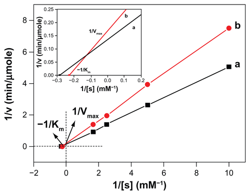 Figure S2. Lineweaver-Burk plots of (a) free rtPA and (b) MNC-rtPA.Abbreviations: rtPA, recombinant tissue plasminogen activator; MNC, magnetic nanocarrier.