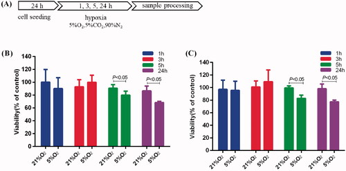 Figure 1. Effects of mild hypoxia on the proliferation of BV-2 and PC-12 cells. (A) Schematic illustration of BV-2 and PC-12 cells induction of hypoxia protocol. (B, C) Effects of mild hypoxia on the proliferation of BV-2 cells (B) and PC-12 cells (C) with 5% O2. The cell viability was evaluated using a CCK-8 assay (n = 6). Data represent the mean ± SEM and are representative of triplicate experiments (one-way ANOVA).