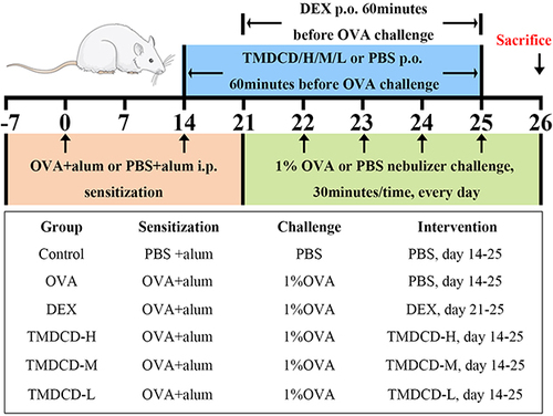 Figure 2 Schematic diagram of OVA-induced asthmatic model and therapeutic interventions. Sensitization: the mixture of OVA and aluminum hydroxide was intraperitoneally injected into mice on day 0 and 14. Challenge: from day 21 to 25, mice were challenged with 1% OVA nebulization inhalant solution every day. Therapeutic interventions: three-dose TMDCD (40.56, 20.28, and 10.14 g/kg/d) were orally given to mice from day 14 to 25, while DEX (1 mg/kg/d) was given from day 21 to 25.