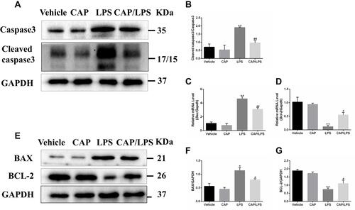 Figure 7 The effects of capsaicin (CAP) on apoptosis indices in lipopolysaccharide (LPS)-induced acute lung injury. (A) Western blot analysis of the expression of caspase-3 and cleaved caspase-3 in lung tissue. GAPDH was used as the loading control. (B) Quantitative analysis of (A). (C and D) mRNA expression of Bax and Bcl-2 were determined by qPCR. (E) Western blot analysis of protein expression of BAX and BCL-2 in lung tissue. GAPDH was used as the loading control. (F and G) Quantitative analysis of (E). Results are representative of three independent experiments and data are presented as mean ± SD (n = 6–8 for each group). *p < 0.05 and **p < 0.01 versus the vehicle group; #p < 0.05 and ##p < 0.01 versus the LPS group.