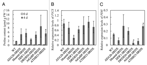 Figure 2. Proline content and delta 1-pyrroline-5-carboxylate synthase (P5CS) and proline dehydrogenase (PDH) gene expression in Chimeric REpressor gene Silencing Technology (CRES-T) lines. Proline contents (A) and expression of P5CS (B) and PDH (C) genes in wild type (WT) and CRES-T lines under 600 mM mannitol stress were determined. Error bars represent standard errors. *Significant difference from WT at p < 0.05.