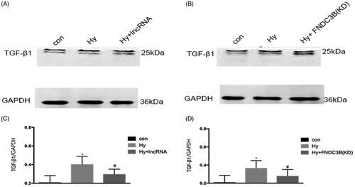 Figure 6. XLOC_032768/FNDC3B downregulated the expression of TGF-β1 in cultured epithelial cells. (A) Western blotting was performed to assess the expression level of TGF-β1 with overexpression XLOC_032768 in HK-2 cells. (B) Western blotting was performed to assess the expression level of TGF-β1 with stably knocked down FNDC3B in HK-2 cells. (C) Semi-quantify TGF-β1. (D) Semi-quantify TGF-β1. Data were expressed as mean ± SD (n = 3). *p < 0.05 vs. control; #p < 0.05 vs. hypoxia group.
