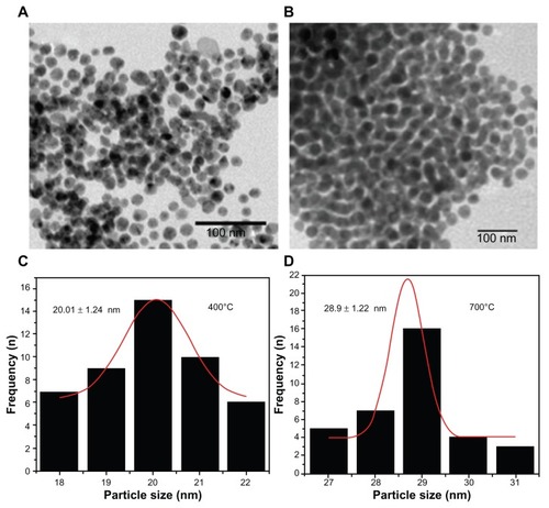 Figure 3 TEM image of CuO nanoparticles.Notes: TEM image of CuO nanoparticles annealed at (a) 400°C (b) 700°C.Abbreviations: TEM, transmission electron microscopy; CuO, copper oxide; n, number.