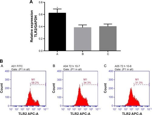 Figure 6 Effect of miR-344b-1-3p on TLR2 expression in NR8383 cells exposed to 10% CSE.Notes: (A) Quantitative analysis results of RT-PCR validation of TLR2 mRNA levels. The expression of miR-334b-1-3p suppressed the activity of TLR2 even with the administration of TLR2 agonist. Once miR-334b-1-3p was suppressed, the expression of TLR2 was induced. Significantly different from the control group, *P<0.05. (B) Representative images of flow cytometry validation of TLR2 protein expression. A, 10% CSE-treated NR8383 cells administrated with miRNA-344b-1-3p inhibitor and 1 μg/mL of Pam3CSK4; B, 10% CSE-treated NR8383 cells administrated with control inhibitor and 1 μg/mL of Pam3CSK4; C, 10% CSE-treated NR8383 cells administrated with 1 μg/mL of Pam3CSK4.Abbreviations: CSE, cigarette smoke extract; GAPDH, reduced glyceraldehyde-phosphate dehydrogenase; miRNA, microRNA; RT-PCR, real time polymerase chain reaction; FITC, fluorescein isothiocyanate.