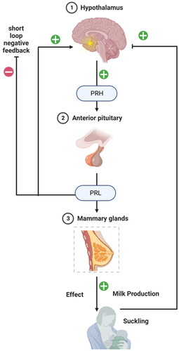 Figure 1. The hypothalamus-anterior pituitary gland-mammary gland axis showing regulation of prolactin secretion and milk production. The prolactin-releasing hormone (PRH) from the hypothalamus signals the anterior pituitary for prolactin (PRL) secretion, which further binds to PRLR in MECs to signal the milk protein synthesis.