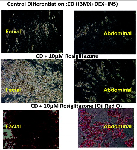 Figure 1. Figure detail from Chon et al., p 13.