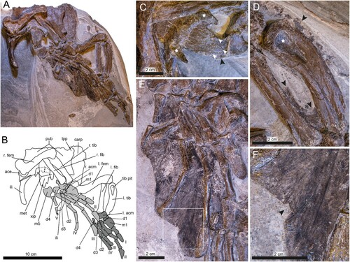 FIGURE 5. DK 807, Pan-Cheloniidae indet., pelvic girdle and hind limbs. A, photographic and B, diagrammatic representation of the ventral and lateral surfaces of the pelvis and limbs. Skeletal elements shaded in dark gray indicate association with the left limb, whereas light gray denote right limb elements. C, xiphiplastron straddling the ischium; note pronounced metischial processes (denoted by white stars). White arrowheads indicate projections from the caudal end of the xiphiplastron. Potential tissue remains between the xiphiplatron and metatarsal 5 are marked by black arrowheads. D, dark-colored tissue traces in the space between the tibia (right side of the image) and the fibula (left side of the image) indicated by black arrowheads. Note large tibial pit (white star). E, overview of flipper webbing. F, close-up of flipper trace between phalanges III and IV, illustrating the dark-colored striations that are present in between the skeletal elements. Black arrowhead denotes folded tissue. Abbreviations: ace, acetabulum; acm, astragalocalcaneum; carp, carapace; d, distal tarsal; fem, femur; fib, fibula; ili, ilium; lpp, lateral pubic process; m, metatarsal; met, metischial process; pub, pubis; tib, tibia; tib pit, tibial pit; xip, xiphiplastron. Phalanges and their associated metatarsals are labeled by roman numerals.