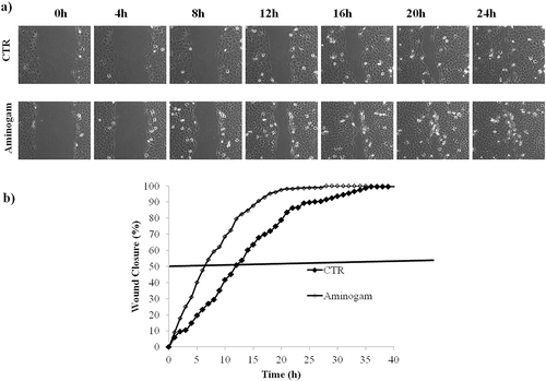 Figure 3. (a) Representative micrographs of HaCaT scratch assays immediately after the scratches, and in time course of the experiments. (b) Repaired area percentage for the control and in presence of Aminogam 1% w/v; the curves are averages of three different experiments with standard deviation within 5% of the value.